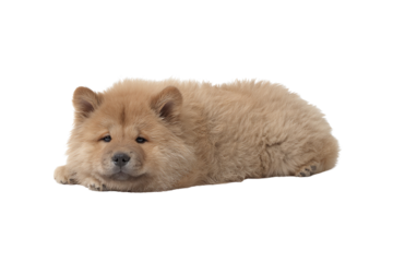 Fluffy Chow Chow dog resting comfortably on a white isolated background.