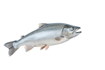 Fototapeta premium Fresh salmon fish isolated on a white background, ideal for culinary or health-related visuals.
