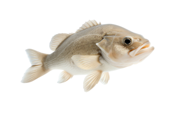 Realistic illustration of a fish, detailed features, swimming against a pristine white background.