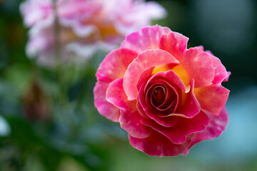 Peace rose with rich yellow pink petals in summer garden