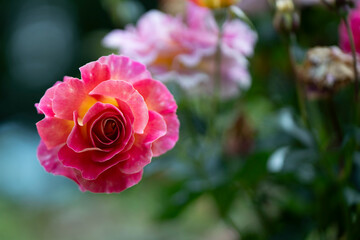 Peace rose bloom with yellow pink petals in garden light