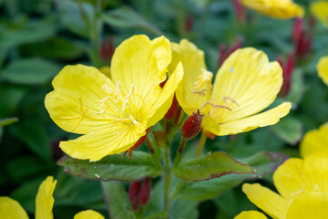Feathery clematis seed head macro in soft light