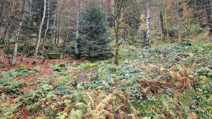 En pleine forêt au lac des corbeaux © Yannick