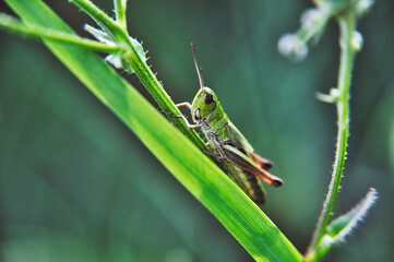 green grasshopper sitting on a blade of grass closeup