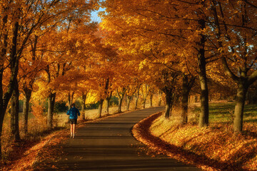 Fototapeta premium Runner on the road in an alley of maple trees in autumn with fallen leaves