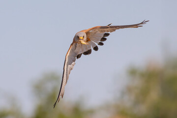 Lesser Kestrel flying with prey in its mouth