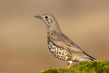 Mistle Thrush standing on foliage