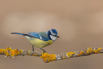 Obraz premium Eurasian Blue Tit standing sideways on a lichen branch
