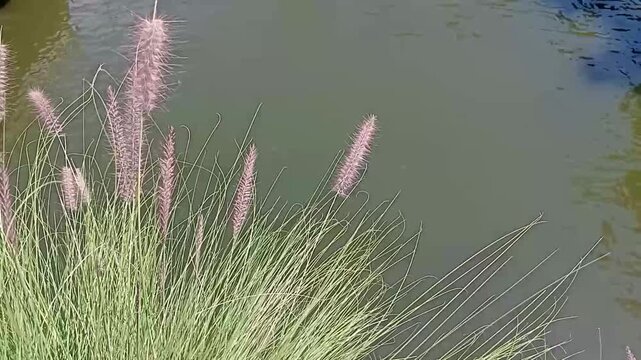 Footage video of cenchrus setaceus crimsom fountaingrass