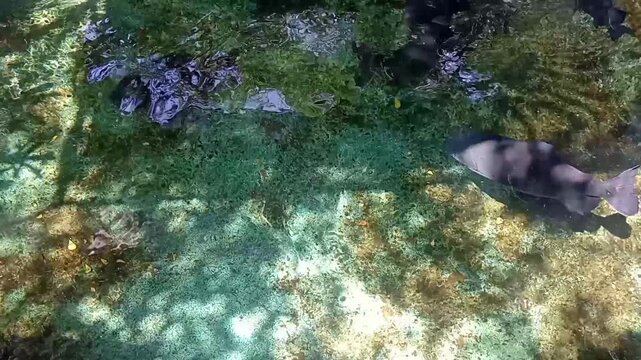 coral reef with urogymnus polylepis fish