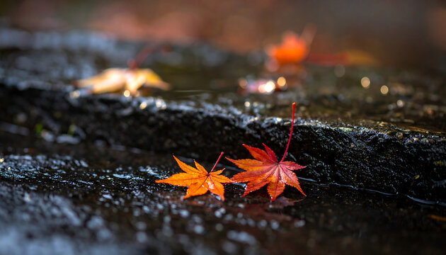 A serene close-up of vibrant red and orange Japanese maple leaves resting on a dark, wet stone after an autumn rain shower, with a soft focus background