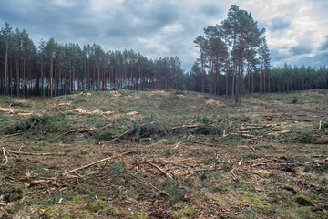 Puste miejsce po wyciętym lesie sosnowym © qrrr