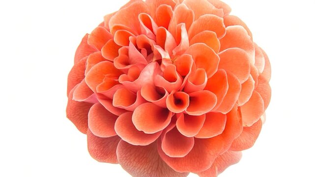 A simple and elegant flower photographed against a clean white background, perfect for use in various design projects