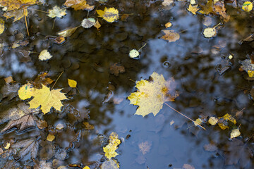 Typowy jesienny widok - kałuże i kolorowe opadłe liście © qrrr