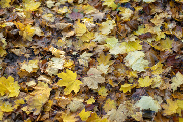 Jesienne opadnięte z drzew kolorowe liście