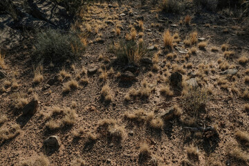 West Texas ground with dirt and grass patches as background.