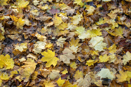 Jesienne opadnięte z drzew kolorowe liście