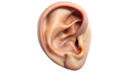 Human ear isolated on transparent background, detailed anatomy of the hearing organ, close up