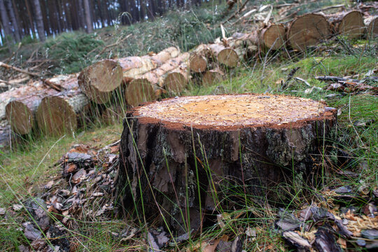 Pień ściętego drzewa z widocznymi na nim trocinami