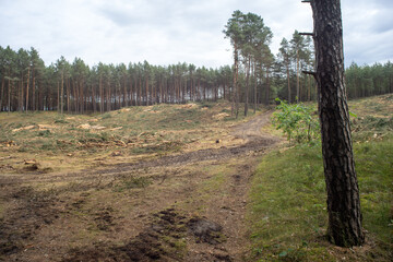 Pozostawiony pusty teren po wycięciu lasu © qrrr