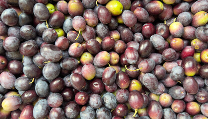 Fresh Ripe Olives in Purple and Green Tones