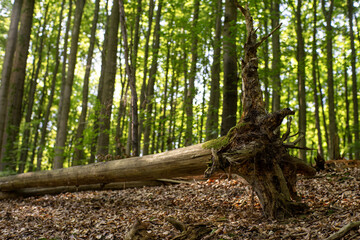 Stare powalone drzewo w parku krajobrazowym © qrrr