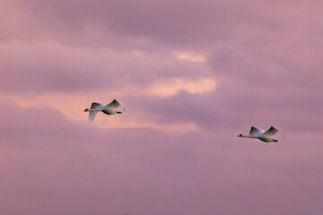 Bei Morgenrot fliegende Schwäne am Bodden vor Zingst.