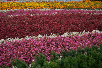 Rabata kwiatowa r&oacute;żnokolorowa z begonii