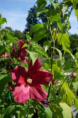 Hibiskus bylinowy, ketmia bagienna, kwiat