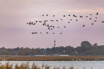 Nonnengänse, Kraniche und Schwäne zum Sonnenaufgang am Bodden vor Zingst.