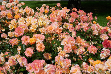 Róża okrywowa, Peach Drift © monikawyrwich