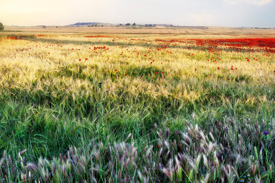 Campo de trigo con amapolas
