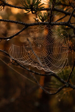 Detailed macro shot of spider web on pine branch illuminated by warm sunrise light in the forest.