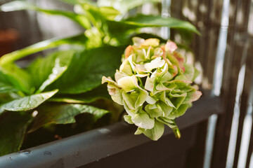 garden hydrangea with flower stalk