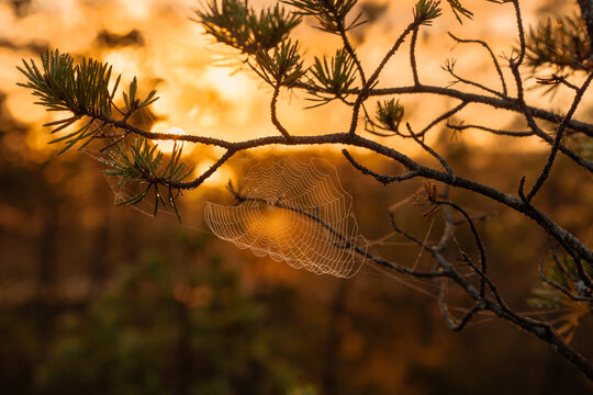 Detailed macro shot of spider web on pine branch illuminated by warm sunrise light in the forest.