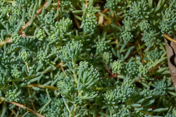 Macro photo of succulent stonecrop plant with dense fleshy leaves. Detailed texture of green stonecrop shoots forming a dense ground cover. Dense fleshy leaves forming a lush carpet.
