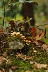 A cluster of tiny golden mushrooms grows among green moss beneath fallen leaves. The image shows the richness of forest life and the cozy atmosphere of autumn