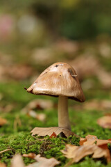 A single glossy mushroom rises among green moss and fallen leaves, shining softly in autumn sunlight