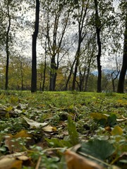 Beautiful autumn park filled with golden-yellow trees, cozy benches, and winding walking paths. Fallen leaves cover the ground, creating a peaceful and romantic atmosphere perfect for relaxation