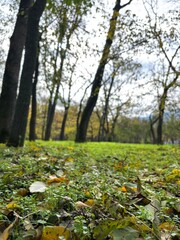 Beautiful autumn park filled with golden-yellow trees, cozy benches, and winding walking paths. Fallen leaves cover the ground, creating a peaceful and romantic atmosphere perfect for relaxation