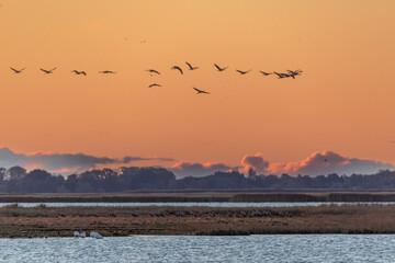 Kraniche zum Sonnenaufgang am Bodden vor Zingst.