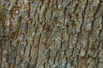 Closeup of rough tree bark texture background.