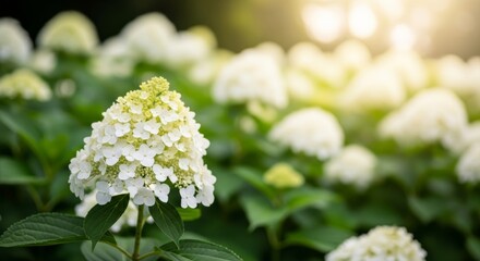 White Hydrangea Paniculata in Golden Sunlight