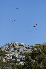 Griffon vultures flying and perched on rocky mountain peak in Crete