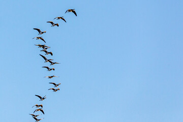 Fliegende Nonnengänse am Bodden vor Zingst.