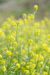 Yellow wildflowers blooming in spring meadow