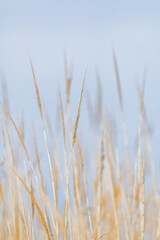 Dry grass blades swaying in the wind against blue sky