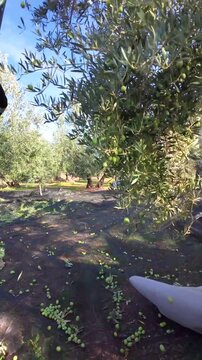 Farmer harvesting green olives for extra virgin oil production
