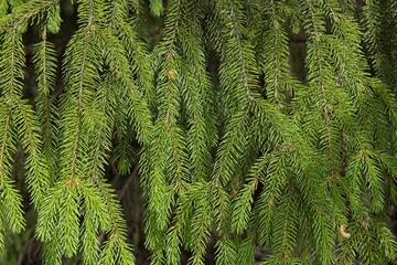 Closeup detail of needles of a pine tree growing from branches.