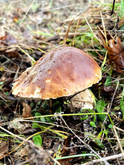 Close-up view of a large mushroom growing in a forest floor covered with fallen leaves and green grass, showcasing natural beauty and ecological diversity in a serene environment